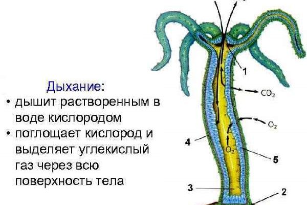 Рабочая ссылка кракен маркетплейс